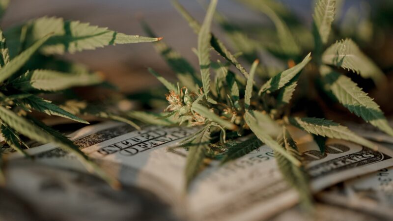 Cannabis leaves and buds lie on U.S. dollar bills